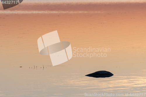 Image of Dark stone in a colorful water