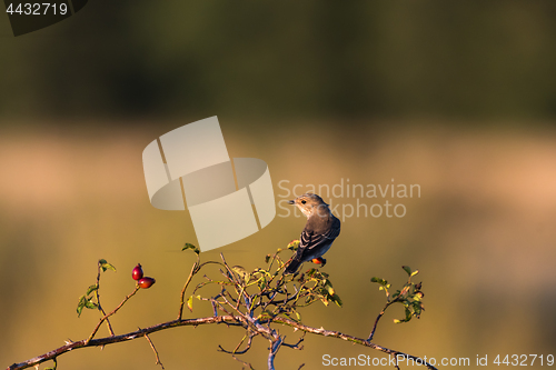 Image of Spotted flycatcher on a twig