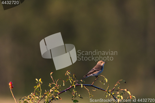 Image of Watching Spotted Flycatcher