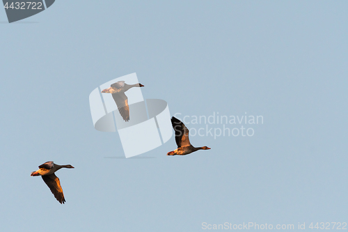 Image of Flying Greylag geese