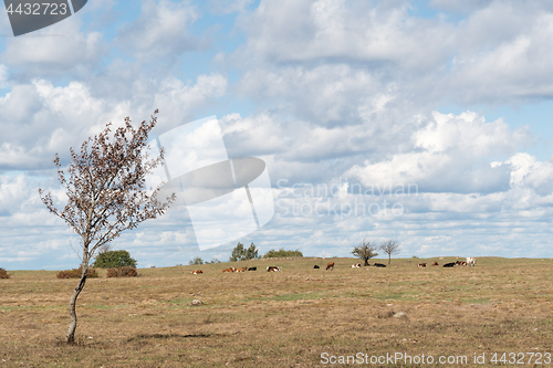 Image of Dry landscape with grazing cattle