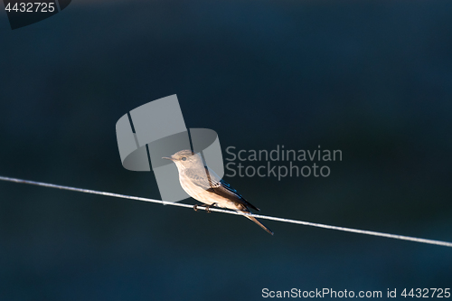 Image of Spotted Flycatcher sitting on a line