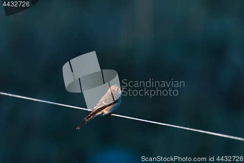 Image of Spotted Flycatcher on a line