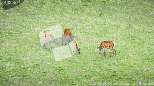 Image of four red deer in the green meadow