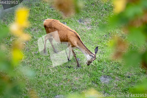 Image of a red deer in the green meadow