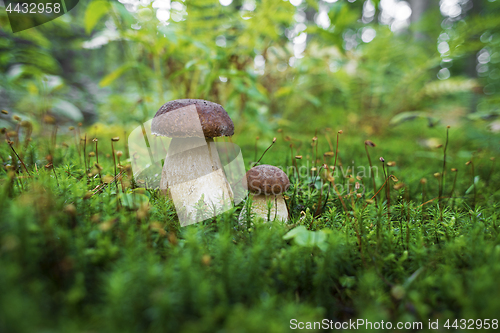 Image of Mushrooms boletus