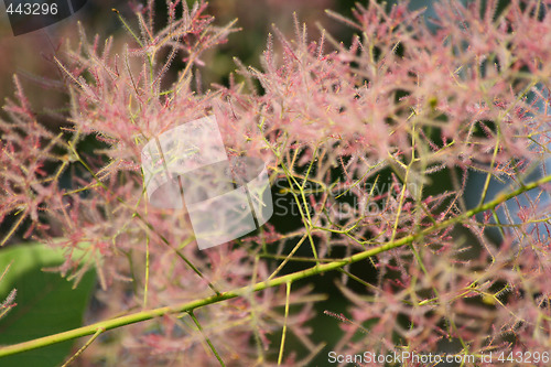 Image of Dainty pink flowers