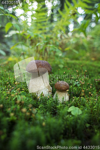 Image of Boletus mushrooms