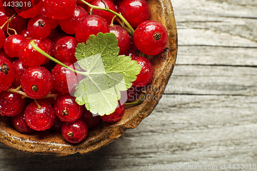 Image of Redcurrant 