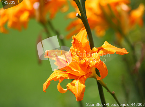 Image of Golden lily