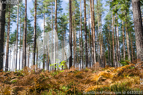 Image of Colorful ferns in a bright forest