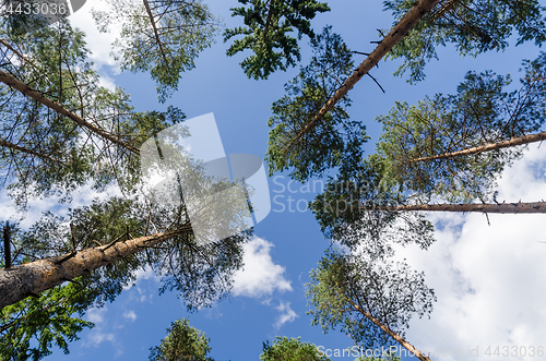 Image of Bright tree tops from low perspective