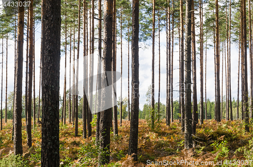 Image of Bright pine tree forest