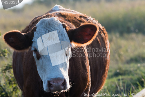 Image of Front view of a backlit cow