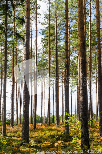 Image of Colorful pine tree forest