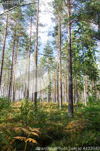 Image of Bright forest with tall trees