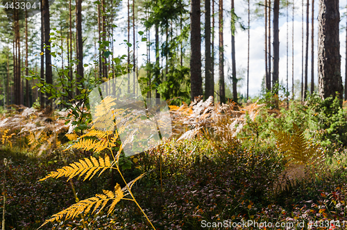 Image of Fall season floor in a bright forest