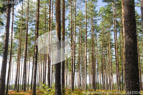 Image of Beautiful pine tree forest