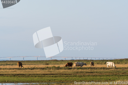 Image of Grazing cows in a wetland