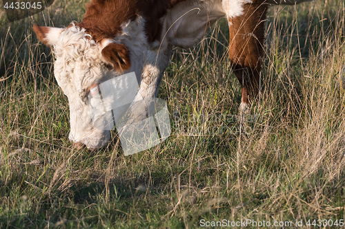 Image of Head and nose of a grazing cow