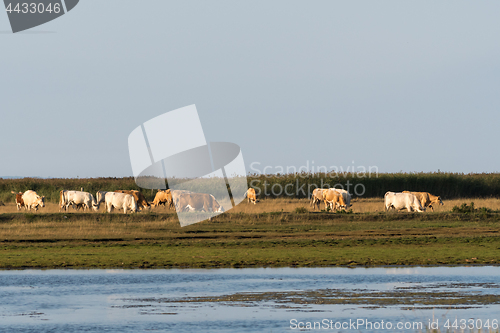 Image of Herd of grazing cattle in a marshland