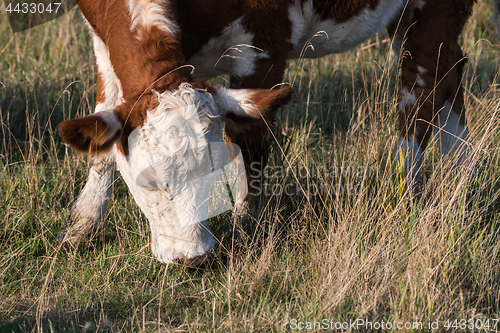 Image of Grazing cow closeup