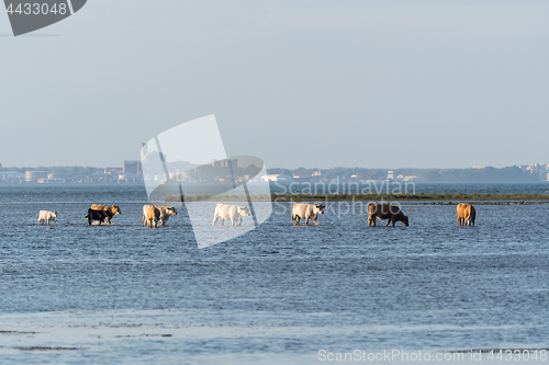 Image of Cattle on the go in the water