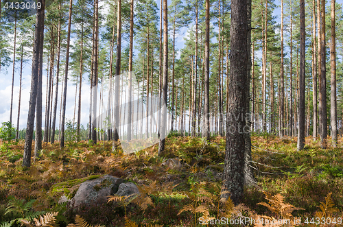 Image of Bright forest by fall season