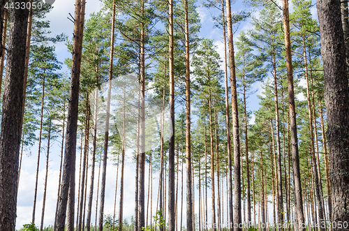 Image of Beautiful tree trunks background