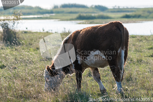 Image of Grazing cow in a coastal grassland