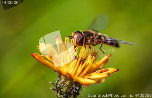 Image of Bee collects nectar from flower crepis alpina