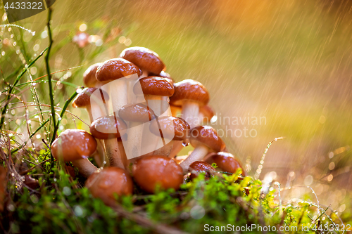 Image of Armillaria Mushrooms of honey agaric In a Sunny forest in the ra