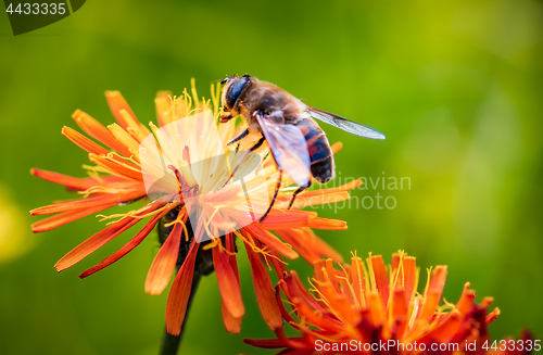 Image of Bee collects nectar from flower crepis alpina