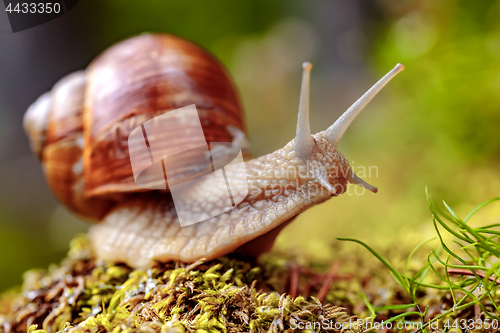 Image of Helix pomatia also Roman snail, Burgundy snail