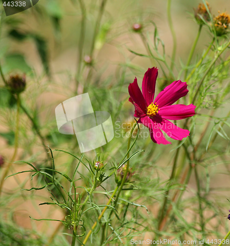 Image of Cosmos blossom
