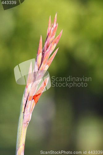 Image of Gladiolus