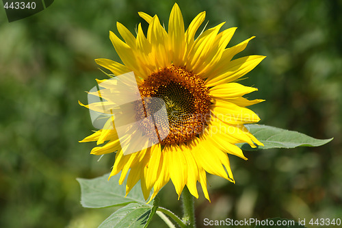 Image of Sunflower