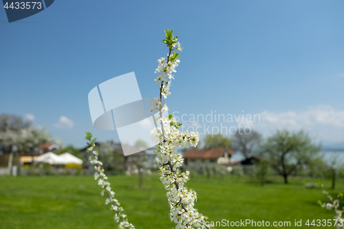 Image of Flowers Fraueninsel Chiemsee