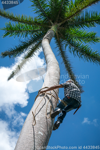 Image of Adult male climbs coconut tree to get coco nuts