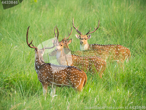 Image of Sika or spotted deers herd in the elephant grass