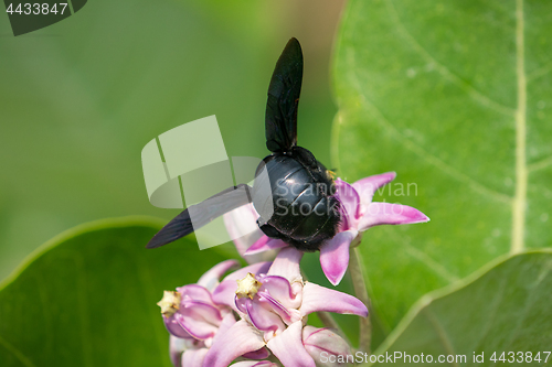 Image of Xylocopa valga or carpenter bee on Apple of Sodom flowers