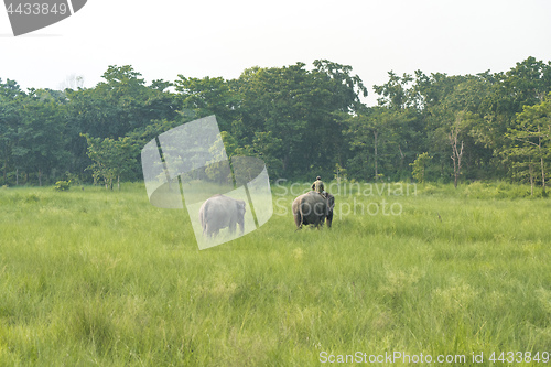 Image of Mahout or elephant rider with two elephants