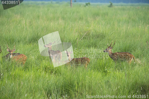 Image of Sika or spotted deers herd in the elephant grass