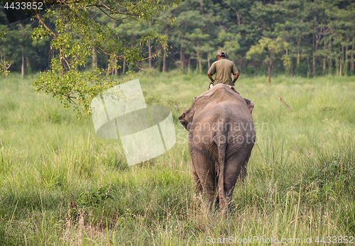 Image of Mahout or elephant rider riding a female elephant