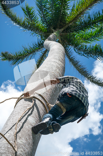 Image of Adult male climbs coconut tree to get coco nuts