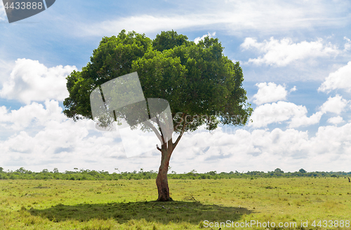 Image of acacia tree in african savanna