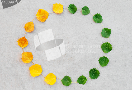 Image of Summer and autumn leaves circle