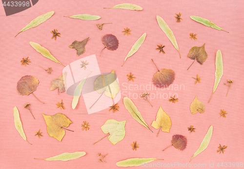 Image of Autumn leaves and flowers on pastel pink background