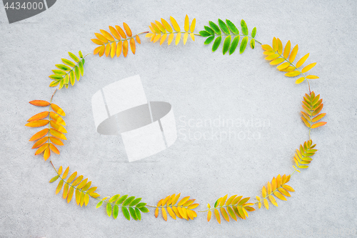 Image of Frame made of vibrant ashberry tree leaves