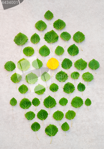 Image of Green leaves with one yellow in the middle